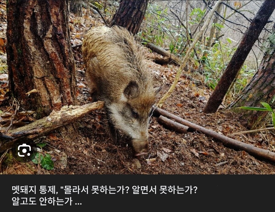 김뷁쒥 tweet media