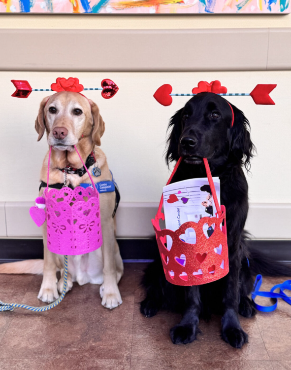 canineorg's tweet image. Happy #valentinesday! 💘 Our #facilitydogs across the country delivered cards and joy to patients, making the day an unforgettable moment.💗     

Share your #vday photos with us in the comments below ⤵️ 

#valentines #love #hospital #LeadWithIndependence
@Mary_Bridge @GSRN