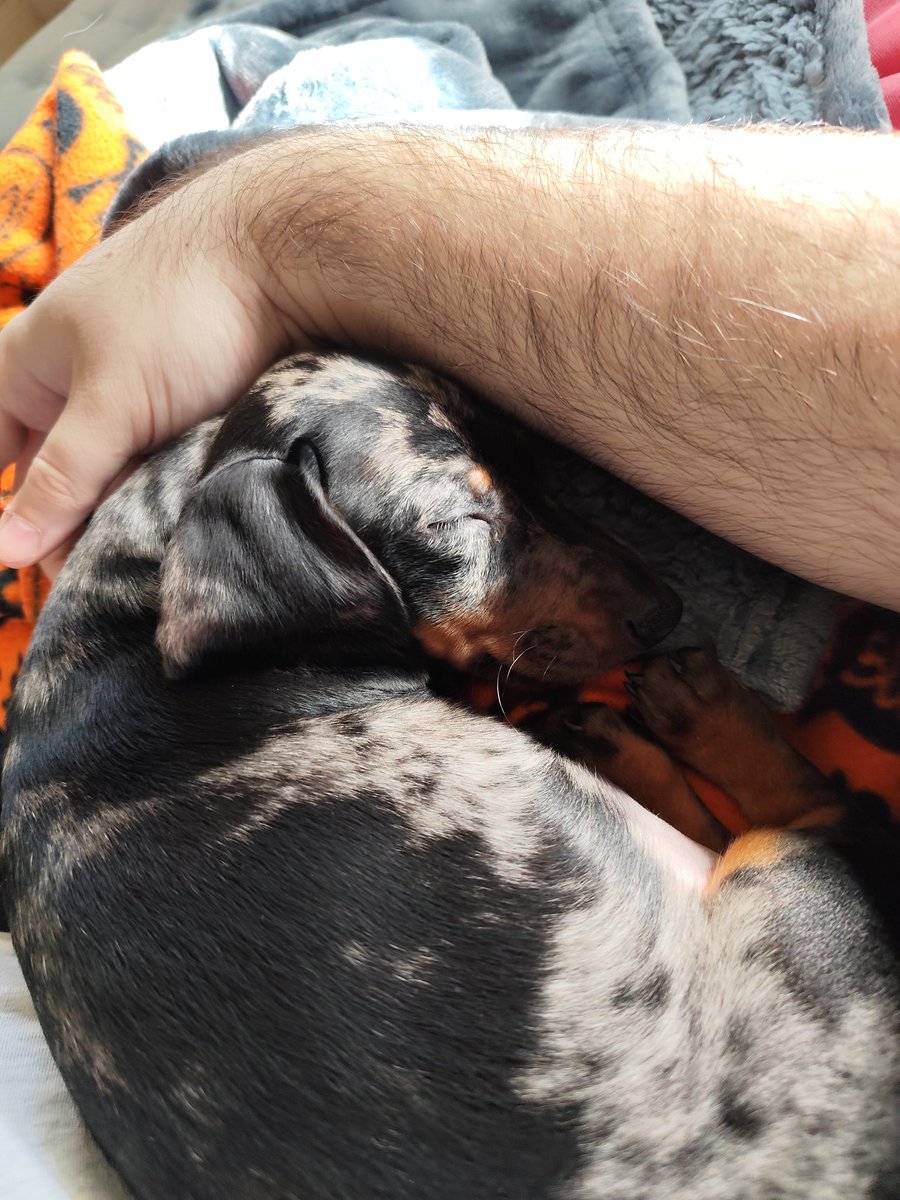 Althaell's tweet photo. La he puesto también por IG así que aprovecho. Os presento a Runa. ❤️ https://t.co/abNOyNayHA