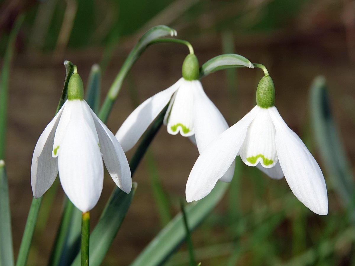 Barrie_Woodward's tweet photo. Sun was out today for the first time in forever.  Snowdrops being snowdrops in the shade first thing.  First daffodil opened up in the sun.  #Wildflower #WildflowerHour #SpringIsNear https://t.co/7Vfza3mnhO