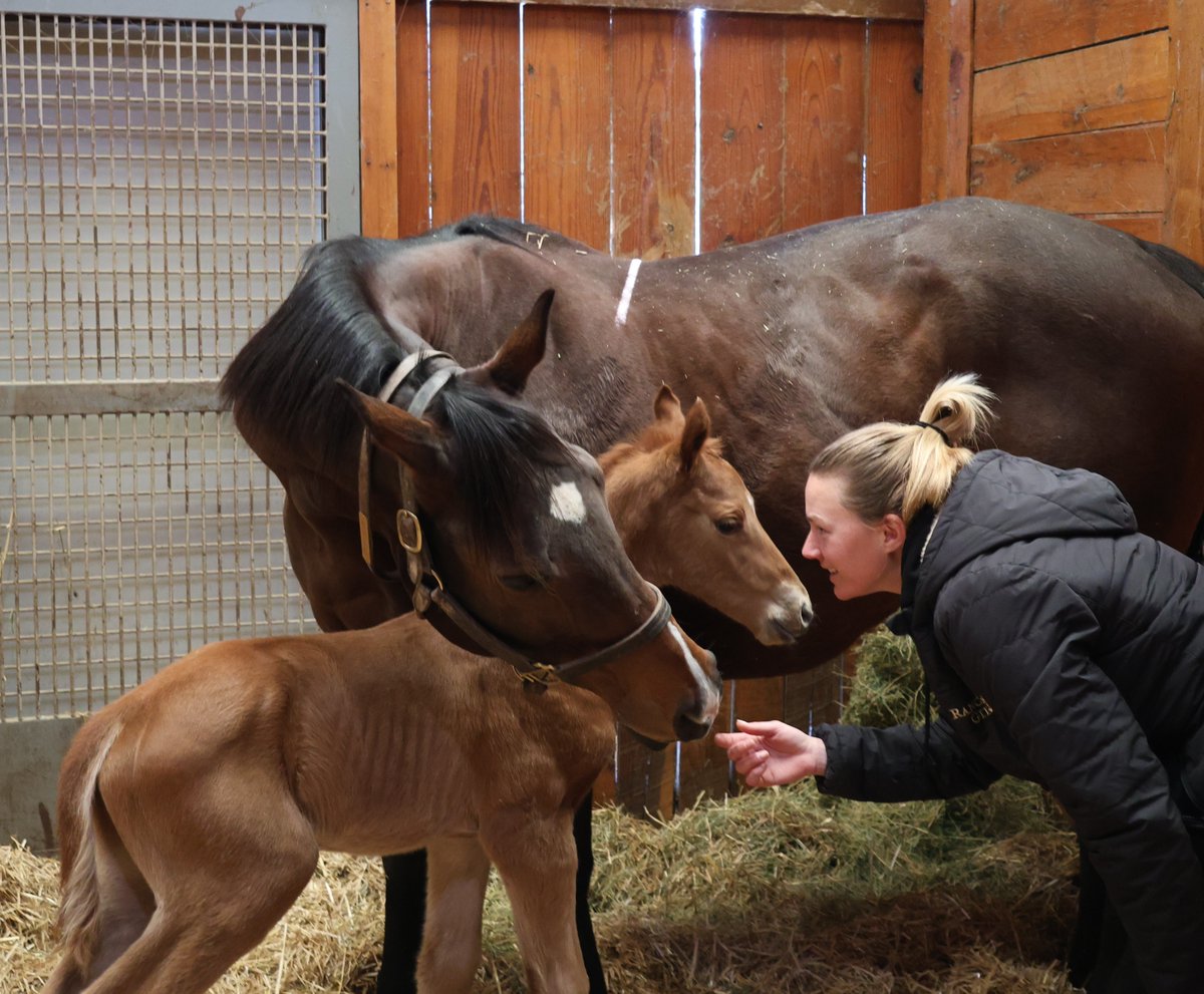 R. Brisset Thoroughbred Stable tweet media