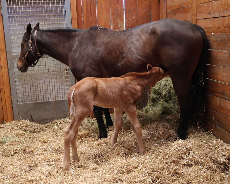 R. Brisset Thoroughbred Stable tweet media