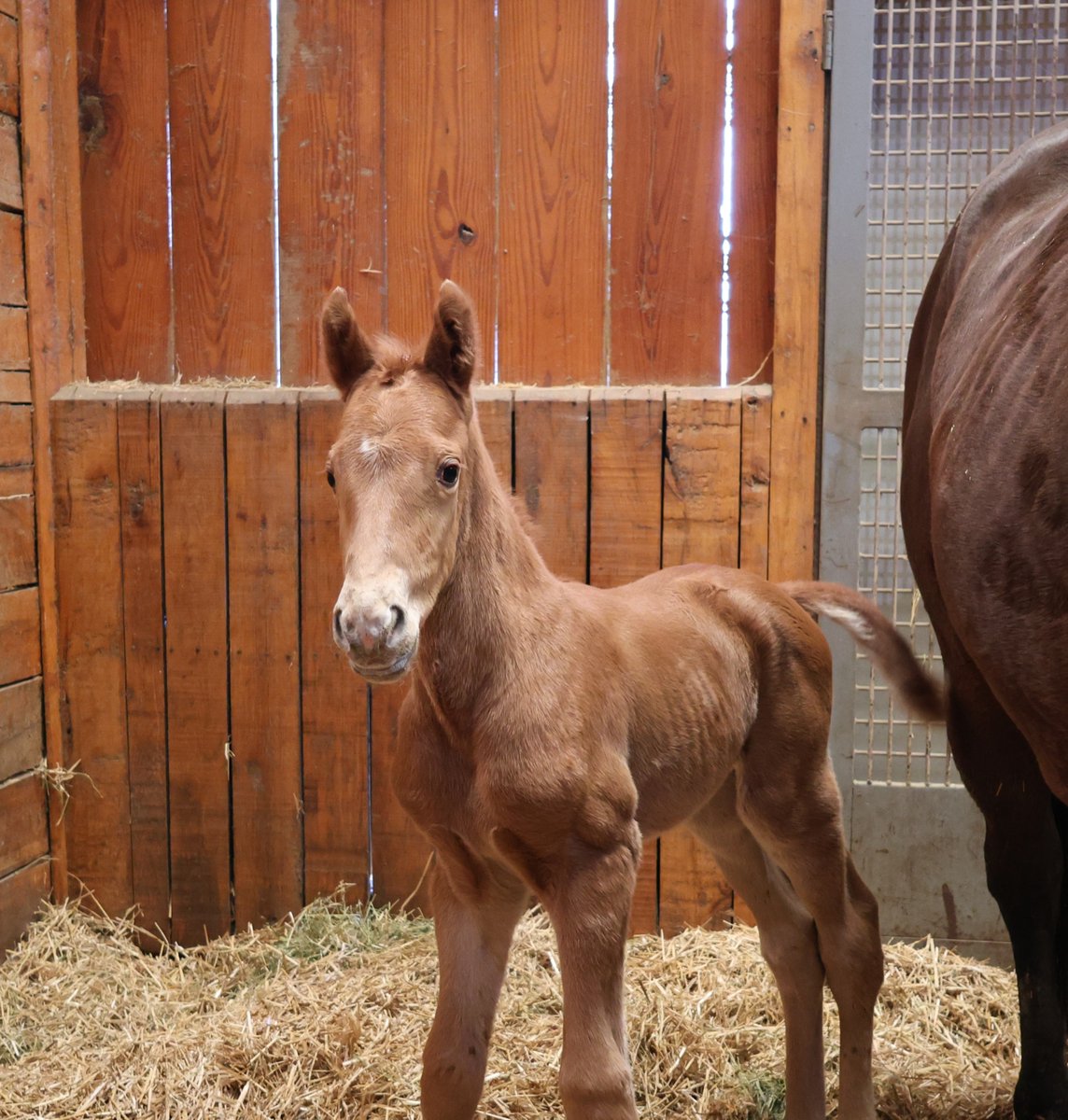 R. Brisset Thoroughbred Stable tweet media