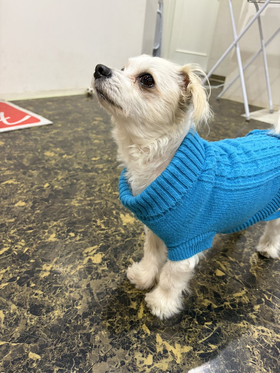 桜羽亜実 tweet media