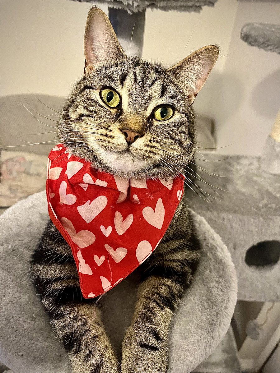 Excuse me! It’s Percy here! I’m dressed up for Valentine’s Day. How do I look? ❤️❤️❤️