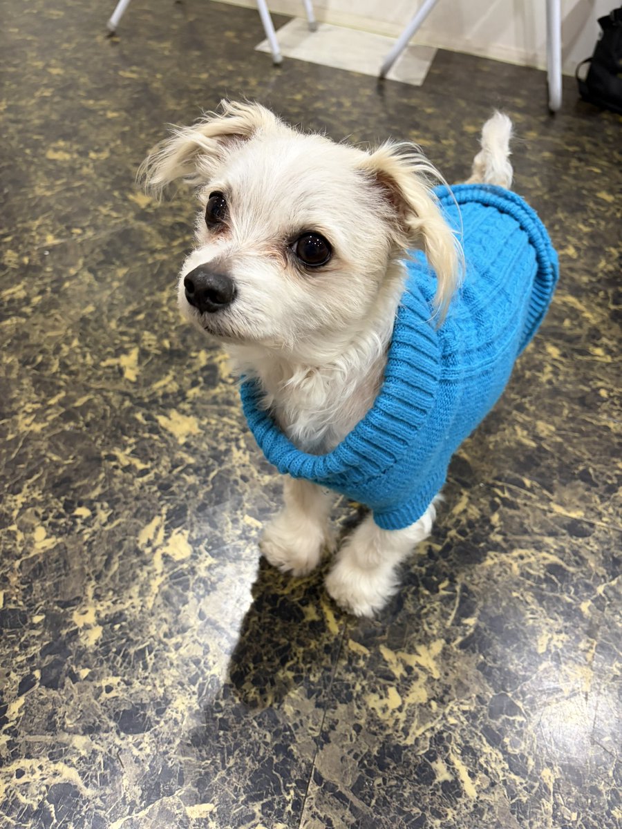 桜羽亜実 tweet media