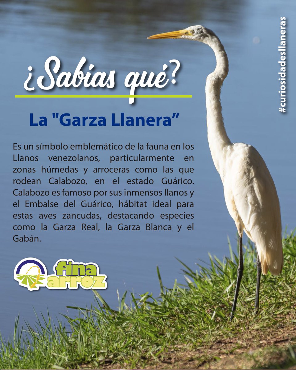 Sabías qué ?
La "Garza Llanera" es un símbolo emblemático de la fauna en los Llanos venezolanos, particularmente en zonas húmedas y arroceras como las que rodean Calabozo, en el estado Guárico.
.
.
#finaarroz
#curiosidadesdelllano
#sabiasque
#garzallanera
#garza