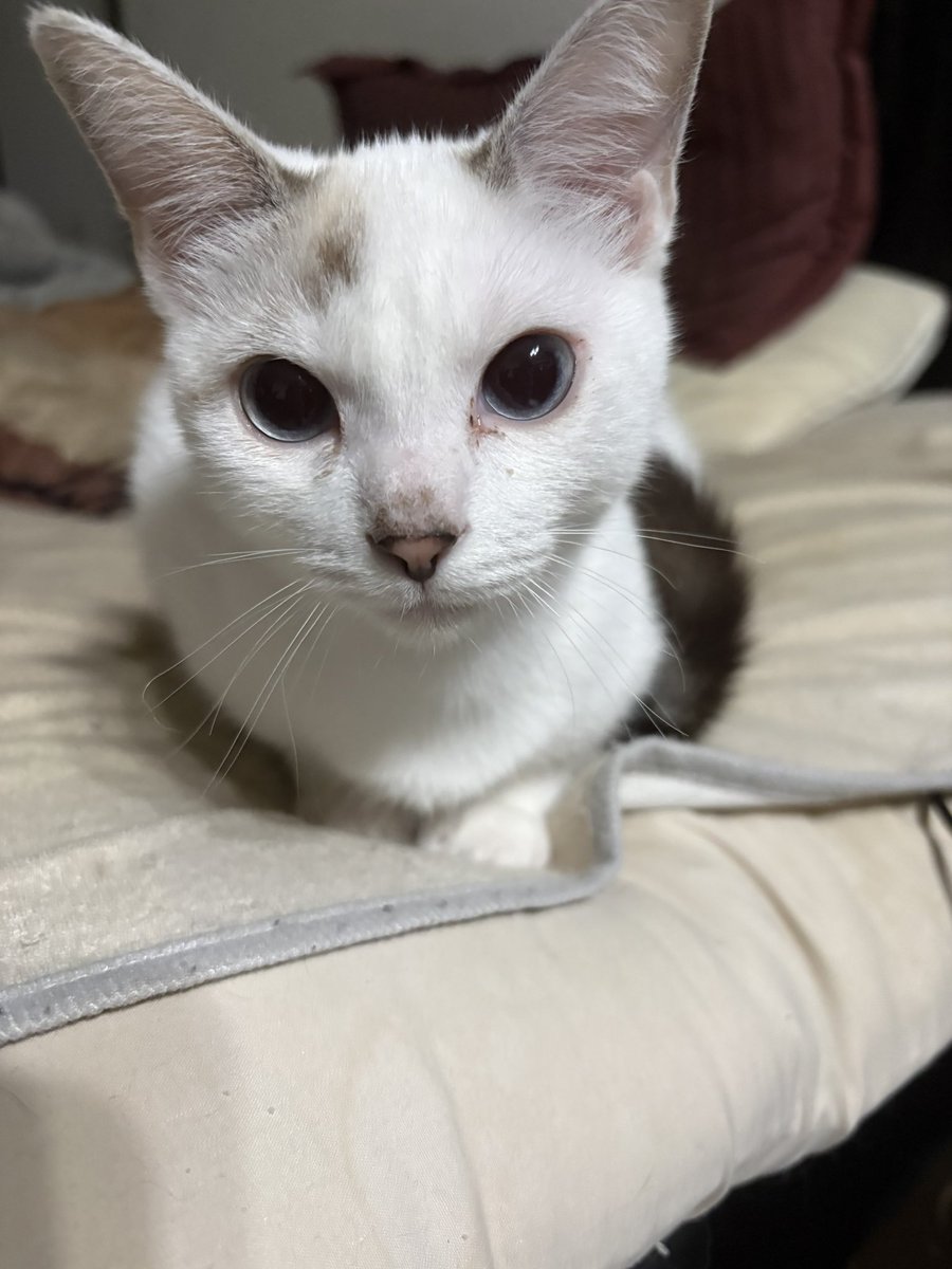 rii1625's tweet photo. 忘備録✍︎
2.24kg(生後5ヶ月)

【相性】
飼い主(わたし)△
彩 ×
景虎 ◎
真旺 △
蕾 〇

なかなかに手強い…
ほんとみんな性格いろいろ。
しかし、おもしろい🥺 https://t.co/nieDSpugWv