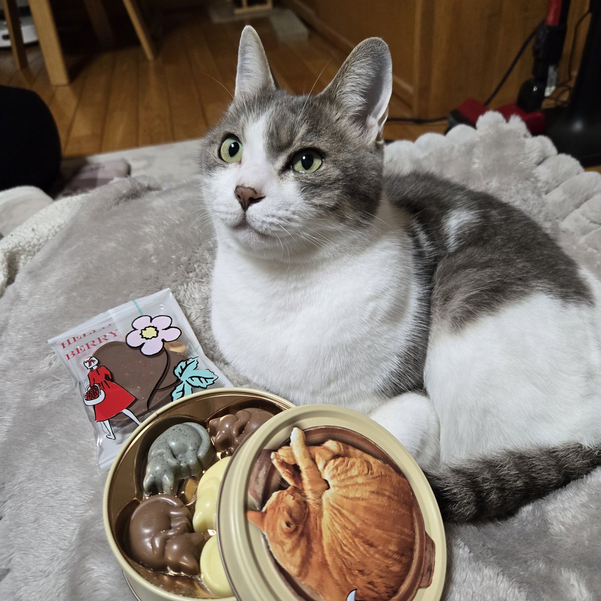 treetop951's tweet photo. これ、ぼくのってことでいい？🍫🐱
#猫 #バレンタイン #保護猫 #猫のいる暮らし https://t.co/ur0nbEa4lK
