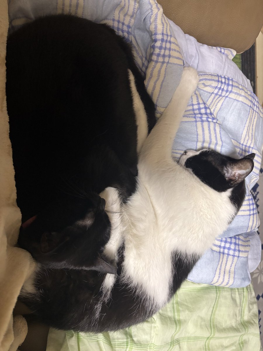 おやすみなさいﾏｾﾆｬﾝ😴 もなかｸﾝ to るなﾁｬﾝです (ˆ꜆ . ̫ . ♡. ̫