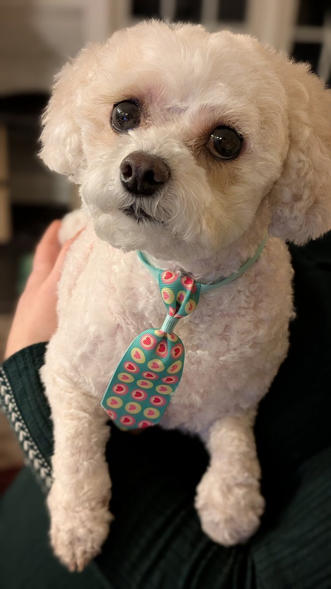 Daisy The Cavapoo tweet media