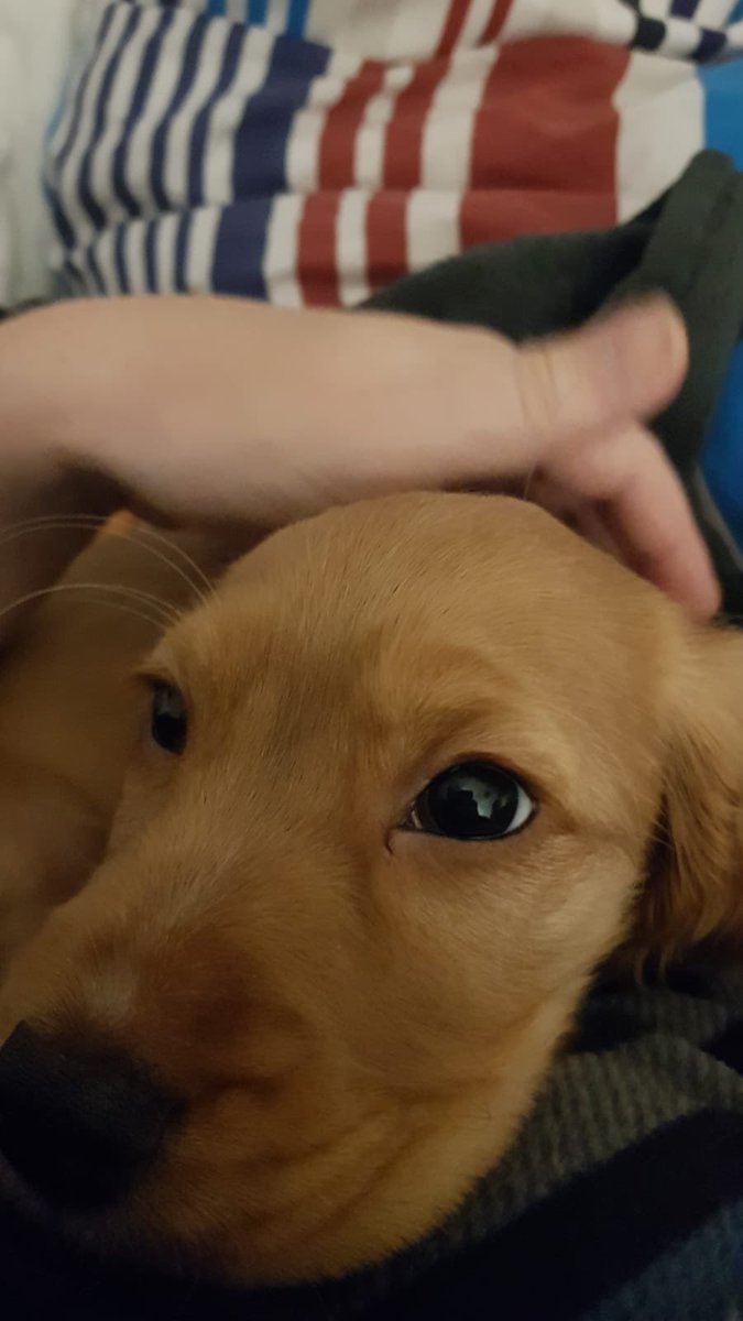 Ginny McGinFace 🐾🌻🇺🇦 tweet media