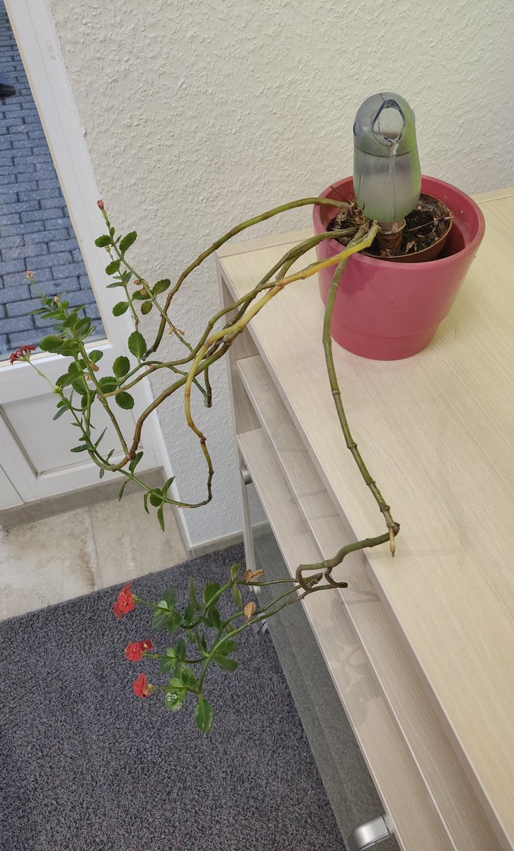 I have this plant since 4 years in one of my front offices and I dont know if the plant is doing well or not.

But what I know is that this weirdo is blooming as crazy as it can get, and its the end of winter, not even spring and lack of sunlight too

I am without any plan