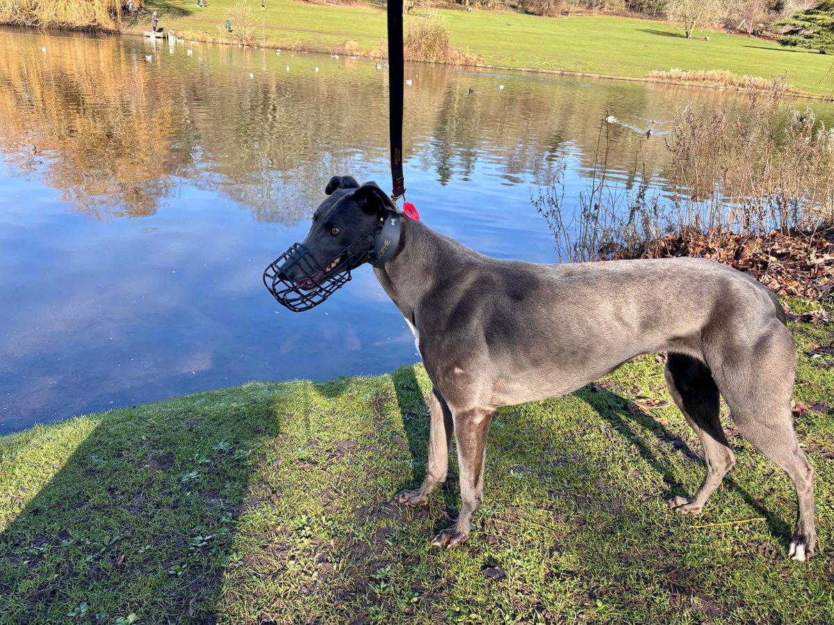 RichieTaberner's tweet photo. Aero Sophie out and about this morning @AeroGreyhounds https://t.co/t57NZzuVQA