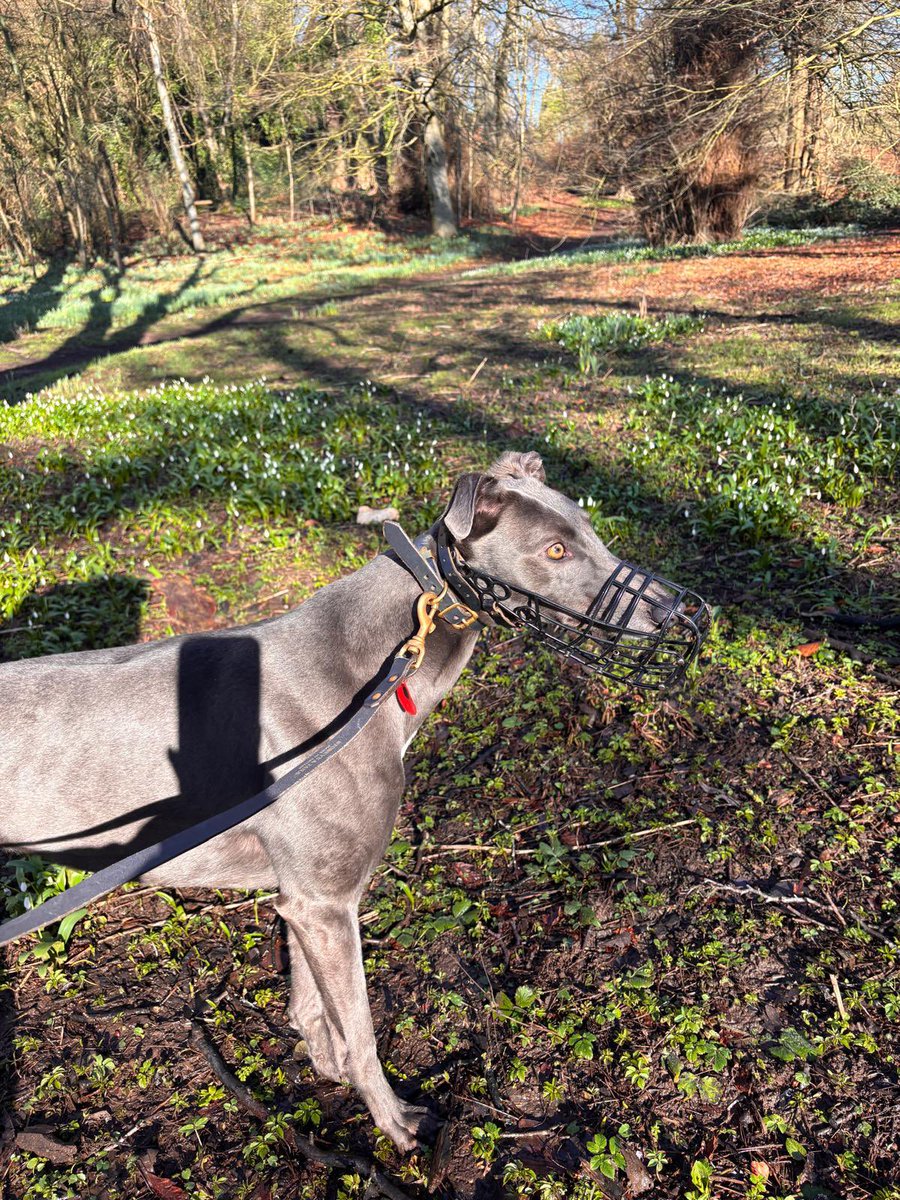 RichieTaberner's tweet photo. Aero Sophie out and about this morning @AeroGreyhounds https://t.co/t57NZzuVQA