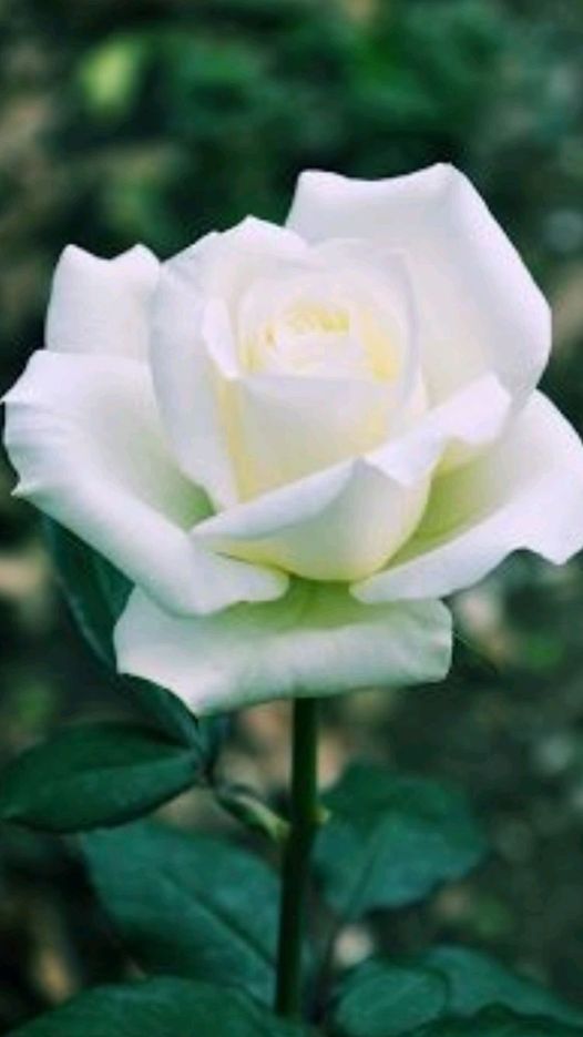 ladjicas12's tweet image. Les filles qui rient, qui rêvent, qui osent… laissent une empreinte qui les rend uniques par leurs regards sincères, leurs rires partagés et leur présence pleine et entière dans ce moment de calme.

Elles sont les roses du printemps.