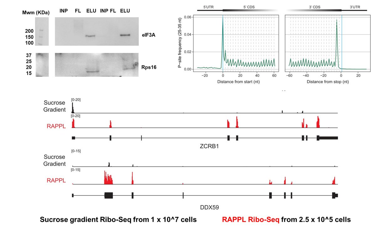Sergej Djuranovic tweet media
