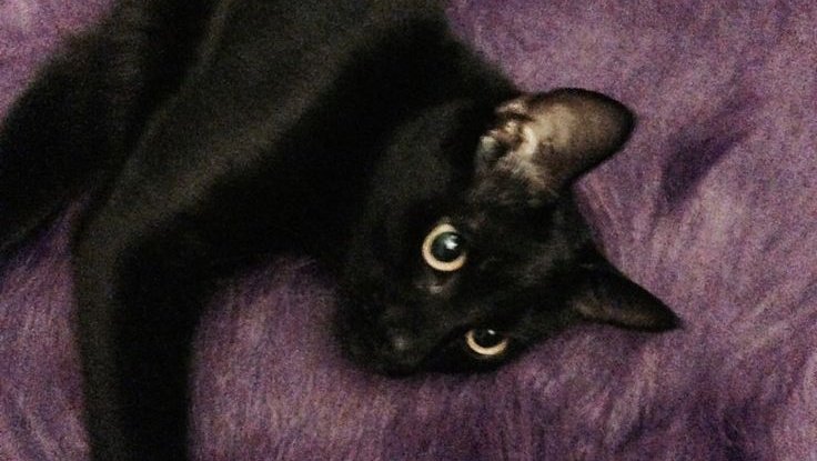 𝑎𝑙𝑒𝑗𝑎𝑛𝑑𝑟𝑎, picka 🐶 tweet media