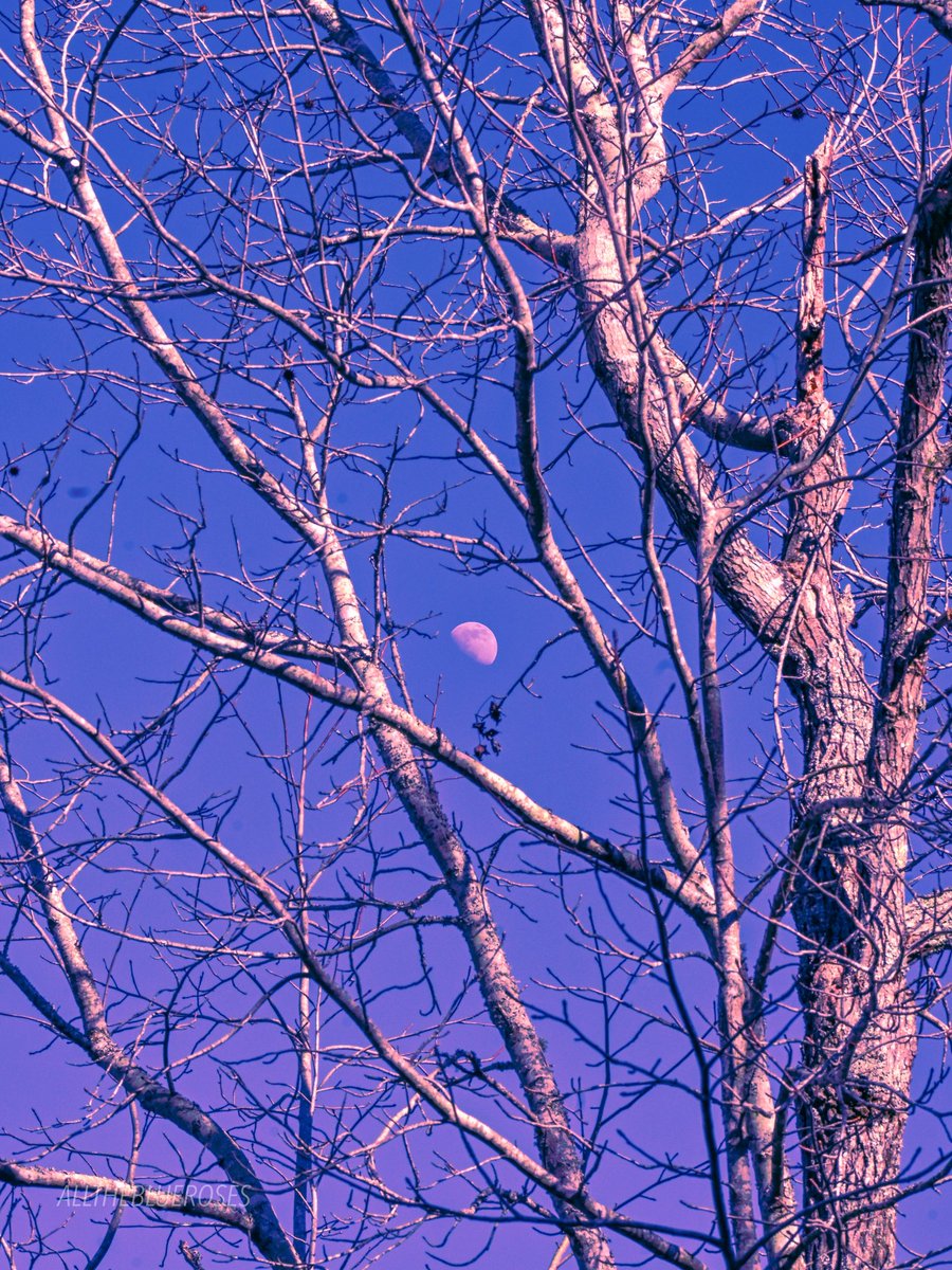 alltheblueroses's tweet photo. sunrise moon https://t.co/OjoLGy8bp7
