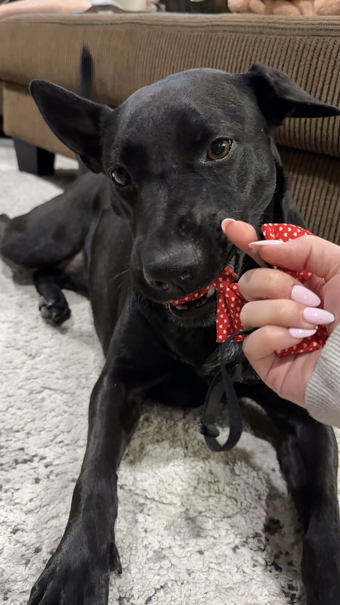 Alison_and_Halo's tweet image. Happy Valentine’s Day, Love Halo ❤️ shoutout to @Pupfordpups for the gifts #dog #blackdog #dogmodel #contentcreator #ugc #petugc