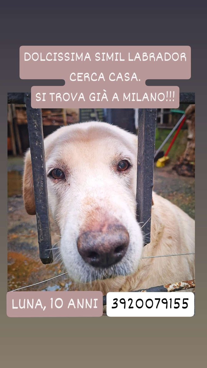 URGENTE 🆘🆘🆘🆘☎️3920079155🐕
Succede che entri in un canile ed incontri centinaia di occhi, non sai quali guardare per timore di fare un torto,perché implorano il tuo aiuto . LUNA 10 anni guardatela SALVIAMOLA ha bisogno di una famiglia #4voiceless 🙏😔