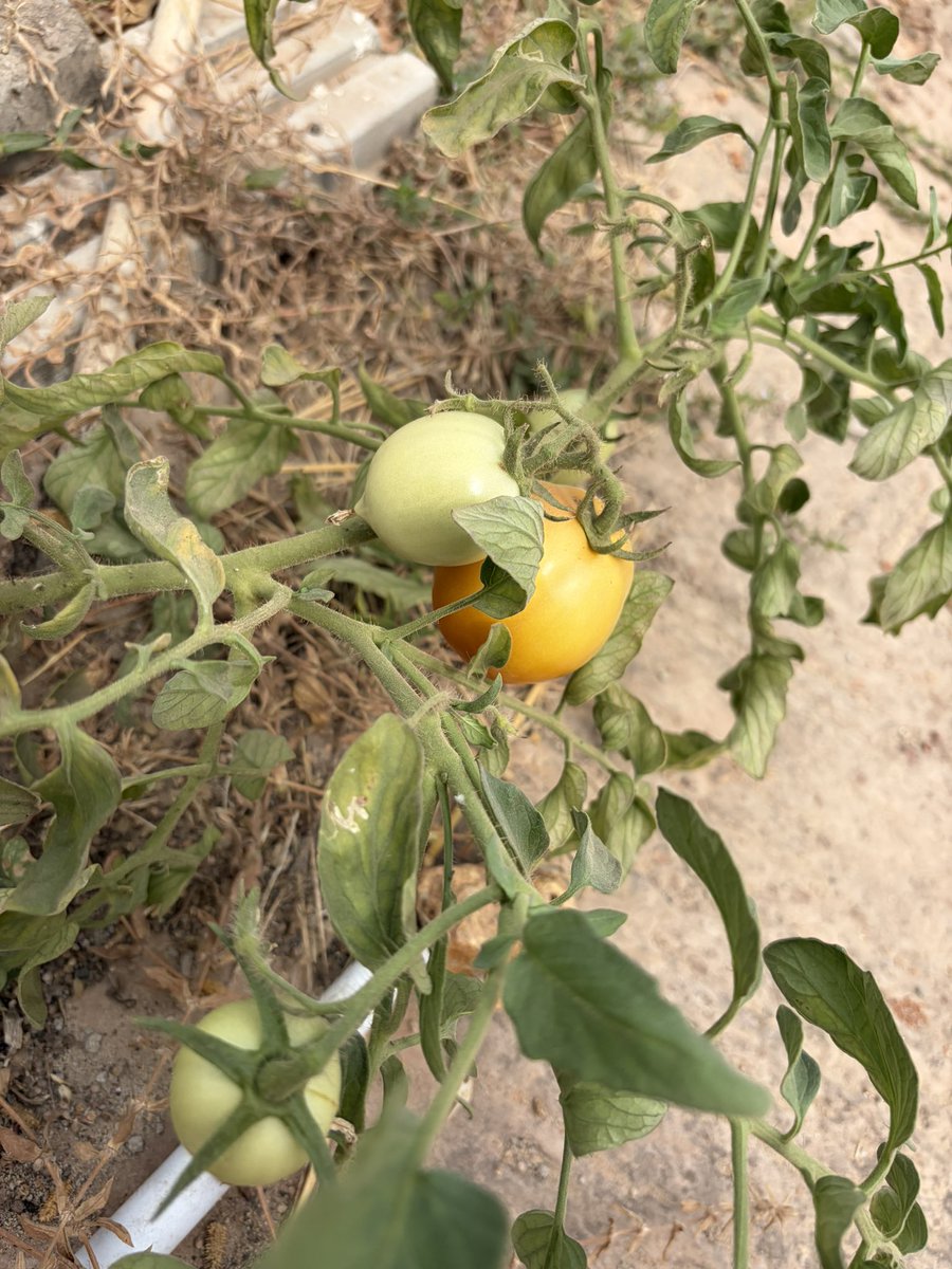Perfect shots on iPhone 17