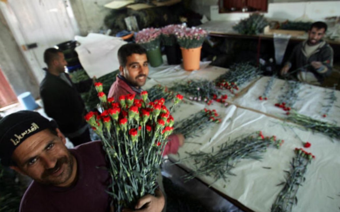 vampl0vrrr's tweet image. happy valentines day from palestine.