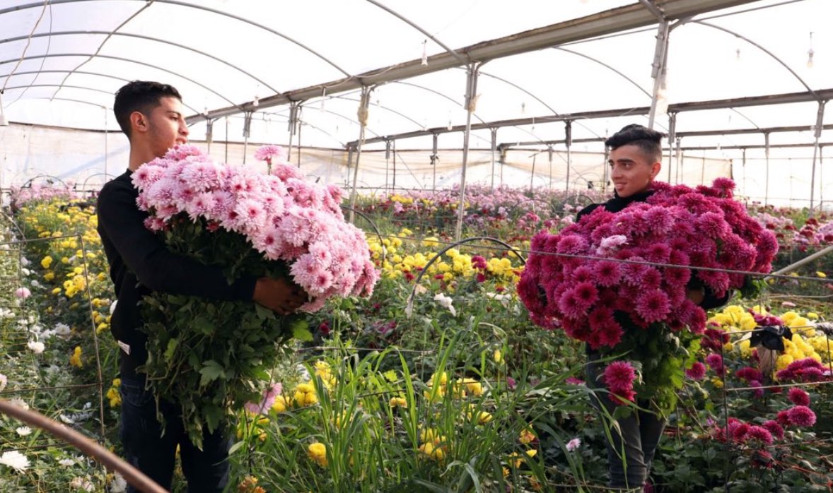 vampl0vrrr's tweet image. happy valentines day from palestine.