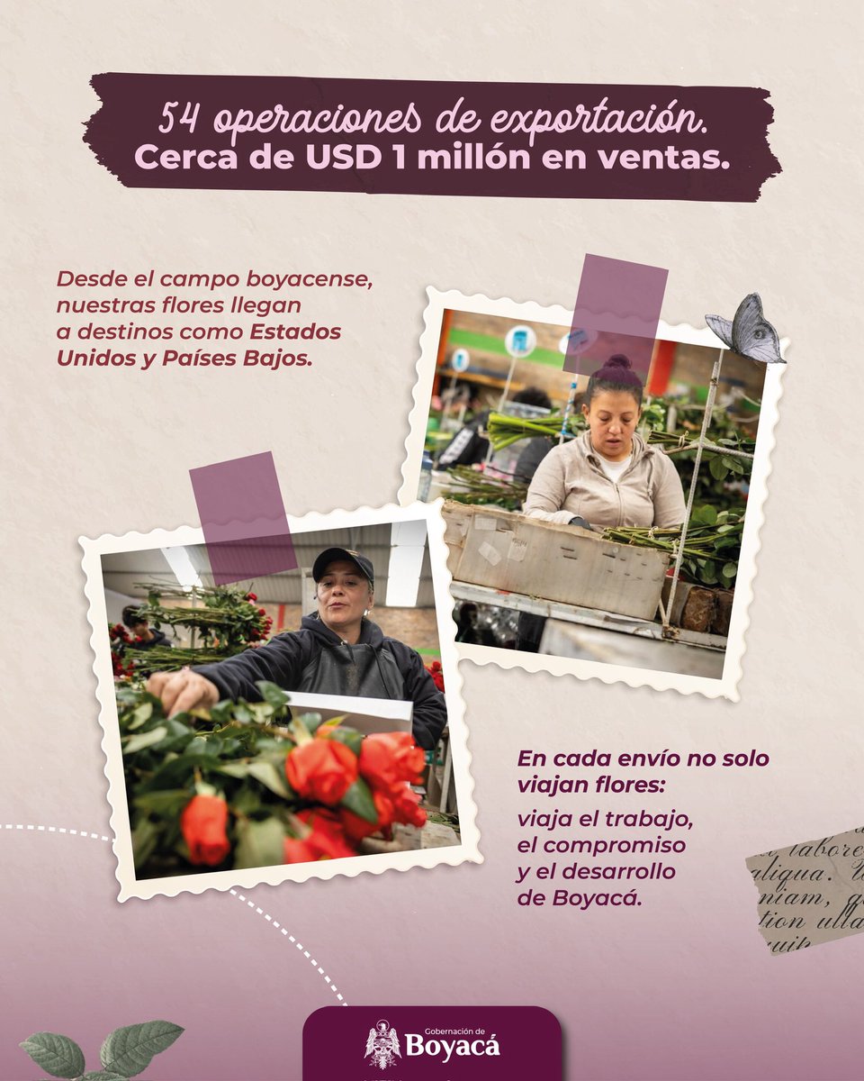 ¡Hoy es San Valentín y aquí le contamos por qué Boyacá brilla en esta fecha 💚! 

En manos de mujeres floricultoras se cultivan más de 10 millones de rosas y flores que hoy llegan a varios rincones del mundo 🌹. 

Boyacá protagoniza la exportación de flores ✈️💚.