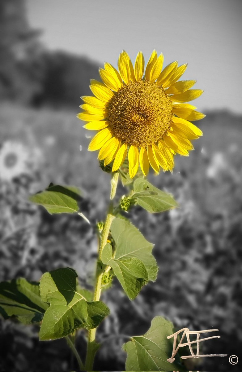 Dan Shoemaker tweet media