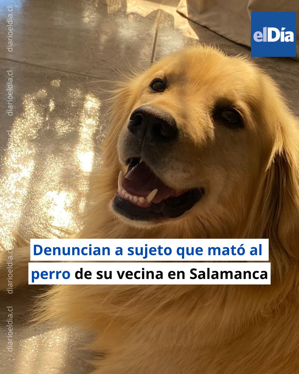 🔴 La situación mantiene consternada a la familia, ya que el hecho habría ocurrido sin justificación, aunque el autor aseguró haber confundido al can con un conejo.   #ElDíaInforma 👉 tinyurl.com/ysxbucft