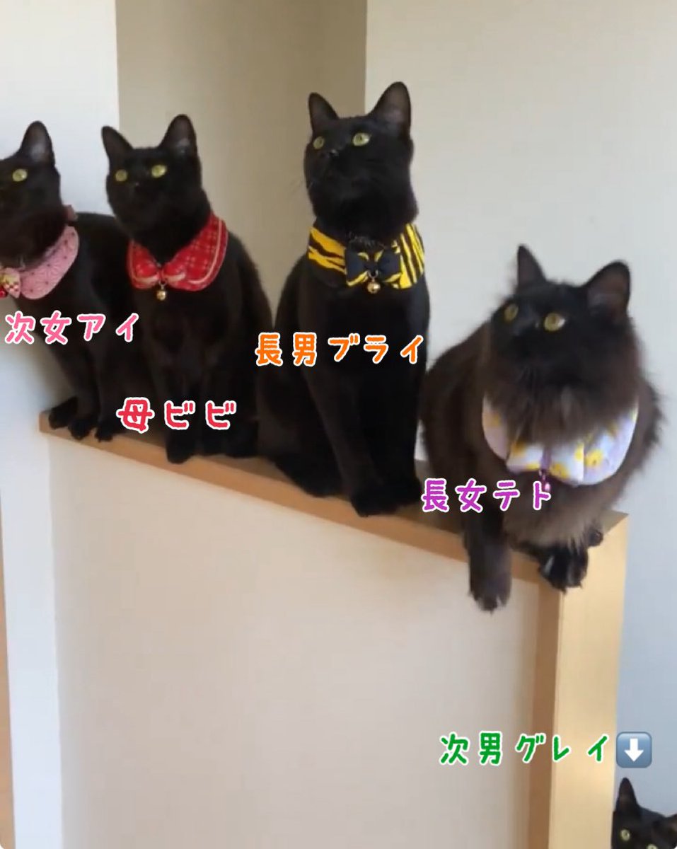 猫好きさん集まれー🐈コミュニティの皆さん初めまして この度参加させ