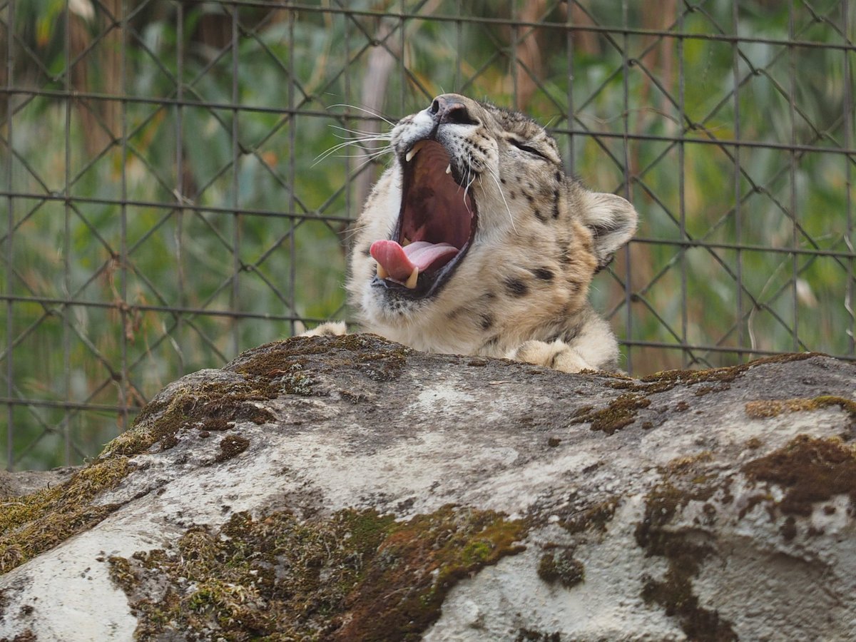 Pantherauncia55's tweet image. 何で、お昼過ぎても帰れないの？担当さんさっき覗いたのに、どして呼んでくれないの？なミミ様、納得出来ない顔で終日勤務ちう。20260214
#snowleopard #多摩動物公園