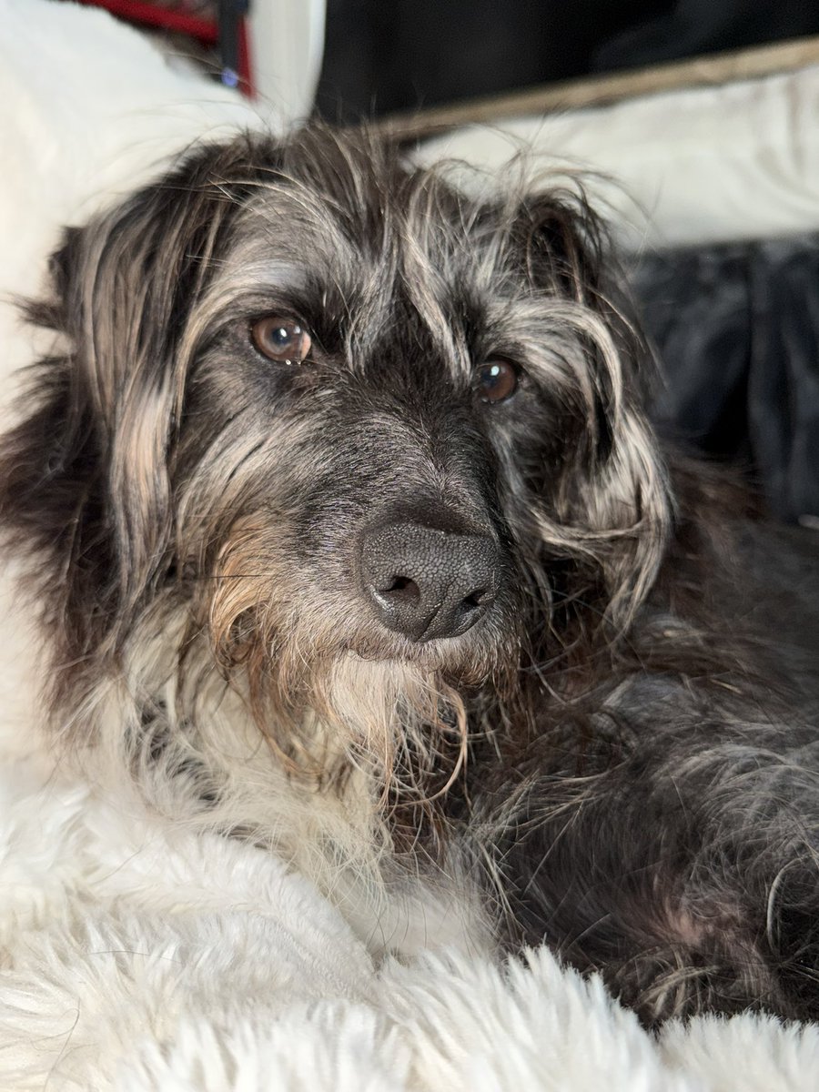 Struppi the dog and Zorro! tweet media