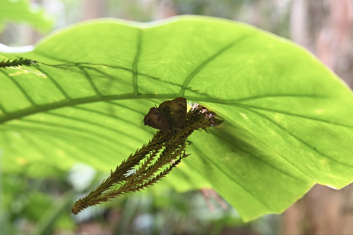 Toadrium's tweet image. ムラサキツバメの集団越冬