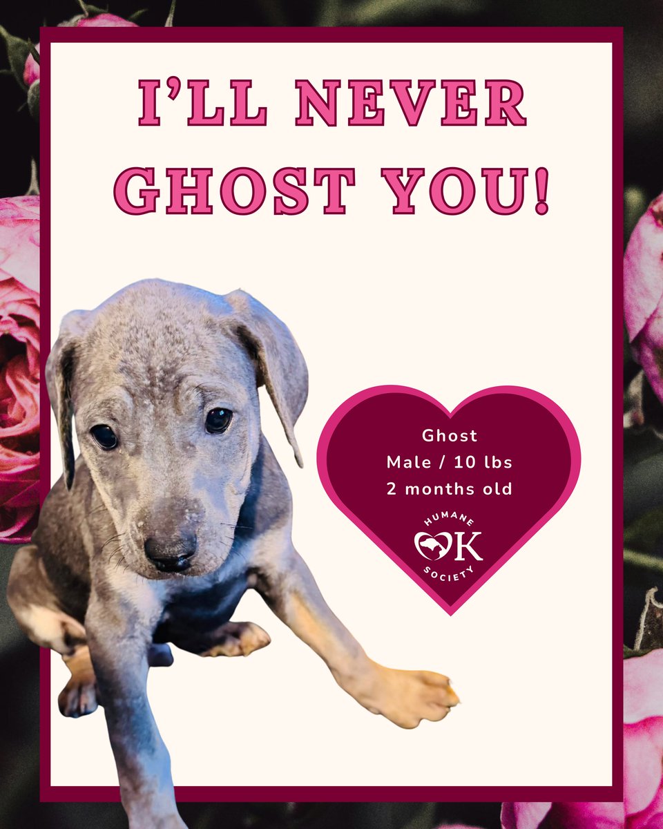okhumane's tweet image. Skip the awkward dinner reservations and rescue your Valentine instead. Our adoptable pups are ready for couch cuddles, long walks, and a forever kind of love.

Adoption Center: 7500 N Western Ave.
Tuesday – Sunday | 11 a.m. – 6 p.m.
Visit okhumane.org for more info!