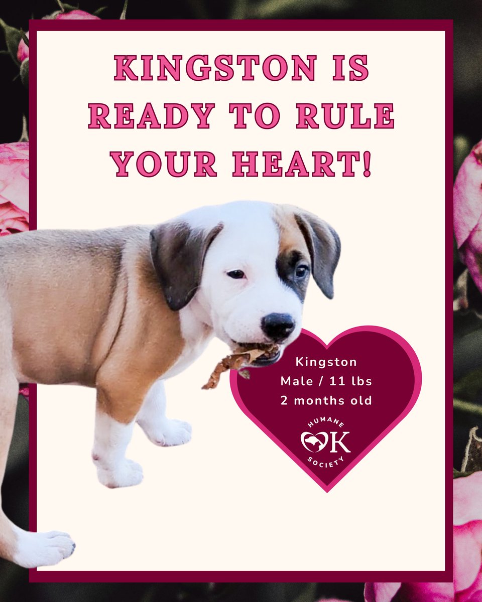 okhumane's tweet image. Skip the awkward dinner reservations and rescue your Valentine instead. Our adoptable pups are ready for couch cuddles, long walks, and a forever kind of love.

Adoption Center: 7500 N Western Ave.
Tuesday – Sunday | 11 a.m. – 6 p.m.
Visit okhumane.org for more info!