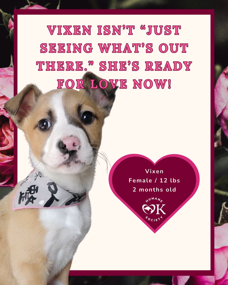 okhumane's tweet image. Skip the awkward dinner reservations and rescue your Valentine instead. Our adoptable pups are ready for couch cuddles, long walks, and a forever kind of love.

Adoption Center: 7500 N Western Ave.
Tuesday – Sunday | 11 a.m. – 6 p.m.
Visit okhumane.org for more info!
