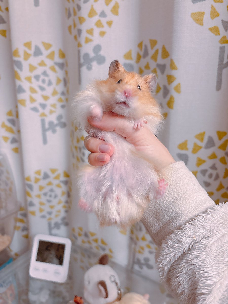 ハムちゃん🐹 (@nagihagiyubeshi) on X