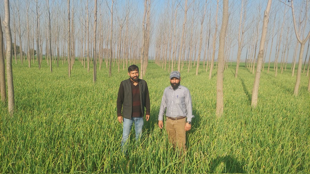 ambish24's tweet photo. Garlic grown as Intercroping with popular at Block Jagraon - Promoting Agroforestry with Horticulture crops.
Mission Crop Diversification with Department of Horticulture Punjab, Ludhiana @PunjabGovtIndia
Also Exploring at Horticulture Development Centre. @PMOIndia https://t.co/EFbiOna1Ai