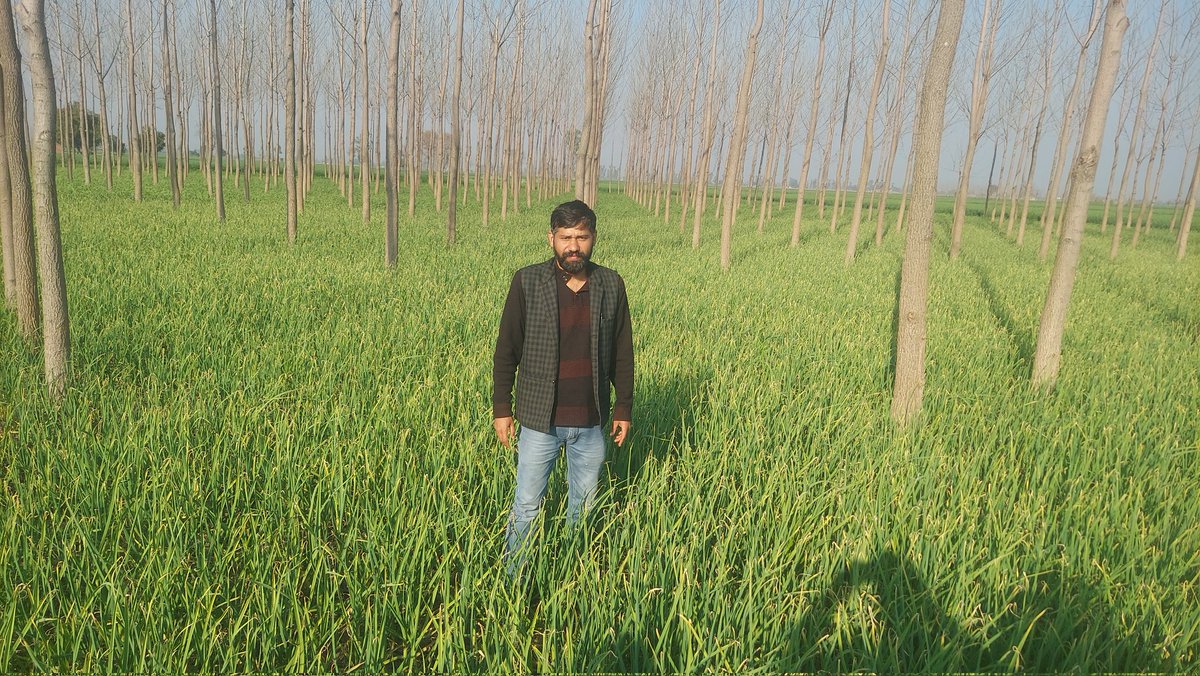 ambish24's tweet photo. Garlic grown as Intercroping with popular at Block Jagraon - Promoting Agroforestry with Horticulture crops.
Mission Crop Diversification with Department of Horticulture Punjab, Ludhiana @PunjabGovtIndia
Also Exploring at Horticulture Development Centre. @PMOIndia https://t.co/EFbiOna1Ai