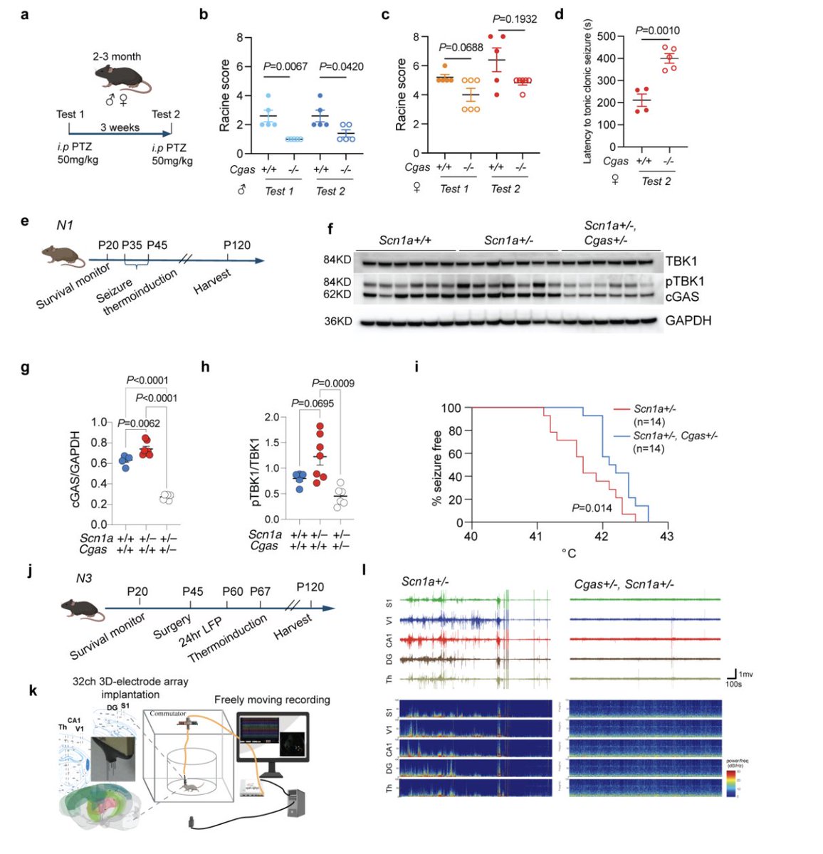 LukensJohnR's tweet photo. cGAS-mediated IFN-I signaling contributes to disease progression in drug-refractory epilepsy https://t.co/YjsCd1oKX5 https://t.co/EfwXpfos08