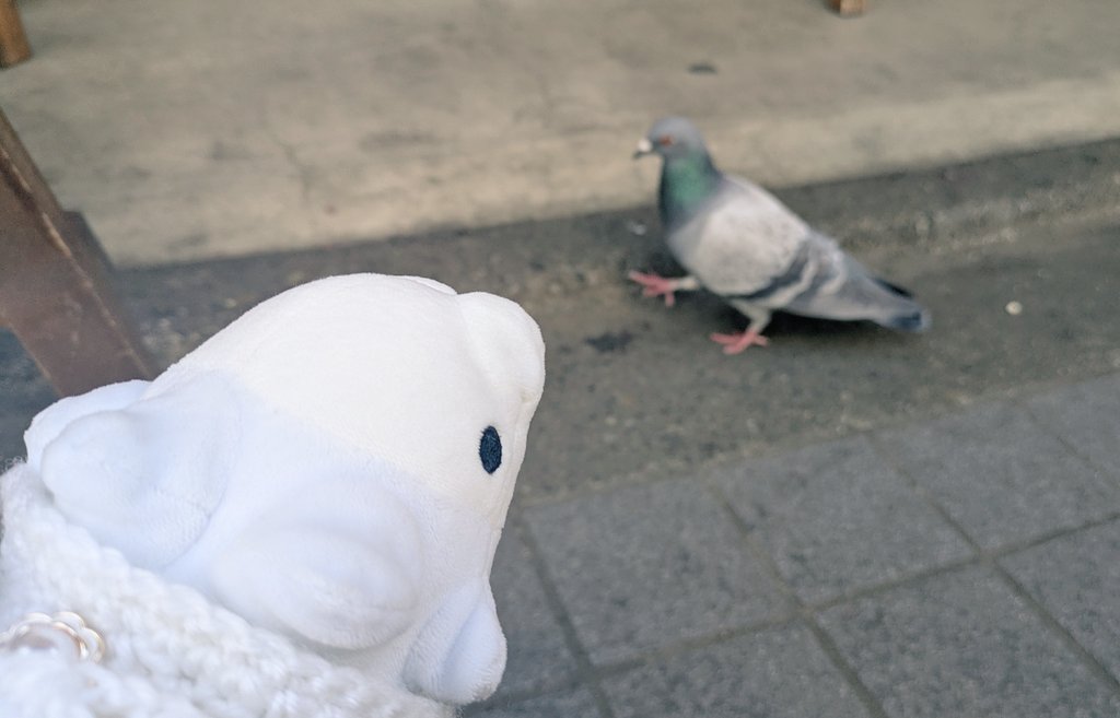 かわいいユキハミ tweet media