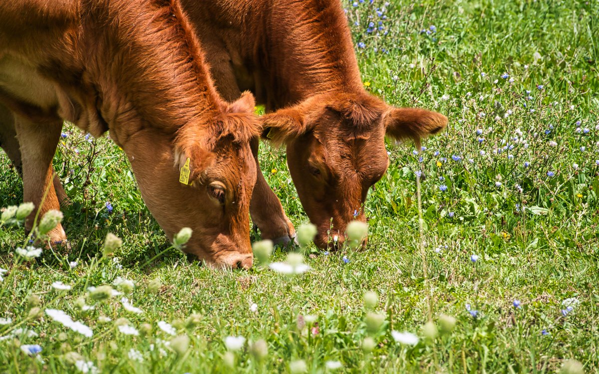 SamaHoole's tweet photo. Nutrients created by ruminant digestion that don't exist in grass:

- Vitamin B12: Synthesized by ruminal bacteria from cobalt in grass
- Vitamin K2 MK-4: Created from K1 during digestion, concentrated in fat
- CLA (conjugated linoleic acid): Formed during biohydrogenation, anti-cancer properties
- Carnosine: Synthesized from beta-alanine and histidine
- Creatine: Created from amino acids glycine, arginine, methionine
- Taurine: Synthesized from cysteine and methionine
- Complete amino acid profile: Assembled from incomplete plant proteins

Input ingredients: None of these exist in grass
Output product: All of these concentrated in meat

Ruminants don't just eat grass.
They create nutrients out of grass.

No lab is going to beat what nature has already perfected.