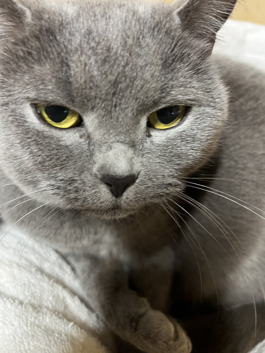 Post by YK on X: 猫ちゃん