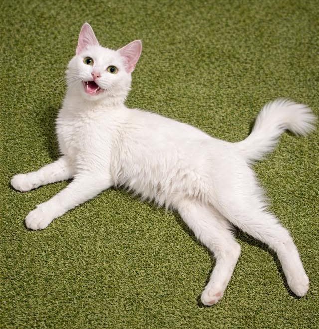 Gretta, de aproximados 2 años, en adopción responsable. Se encuentra desparasitada. Si deseas darle un hogar, con compromiso de tenencia indoor y seguimiento, comunícate al +56951166212. La trasladan dentro de la región metropolitana. Favor RT!
#Santiago