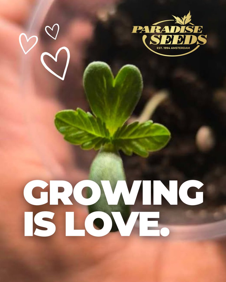 Paradise Seeds tweet media