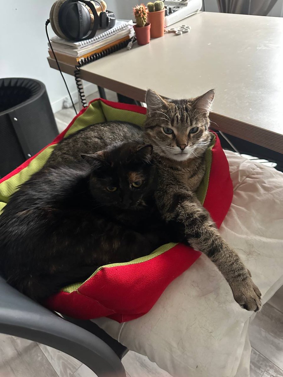 Твіттеряни треба ваша допомога.
Віддам в добрі  руки або заплачу за утримання двох стерилізованих котиків.

Так сталось що дуже важлива для мене людина померла і після неї залишились улюблені коти. Нажаль, люди, яким я платила за перетримку майже рік більше не можуть піклуватись