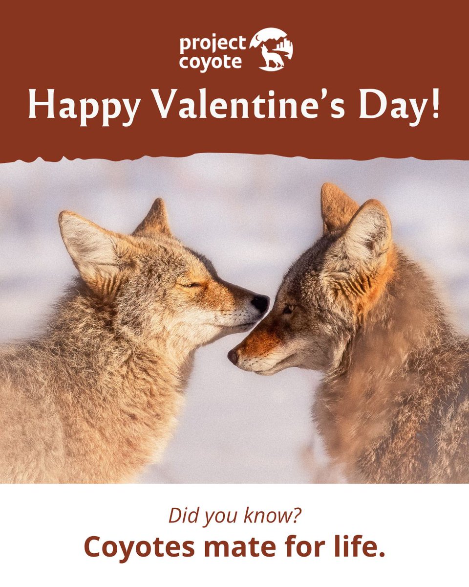 Happy Valentine’s Day from Project Coyote! 🐺❤️

Coyotes frequently form long-lasting pair bonds, mating for life, and their breeding season peaks in late winter, right around Valentine’s Day. 

📷 Mark Surls, #CaptureCoexistence

#ProjectCoyote #Coyote #ValentinesDay