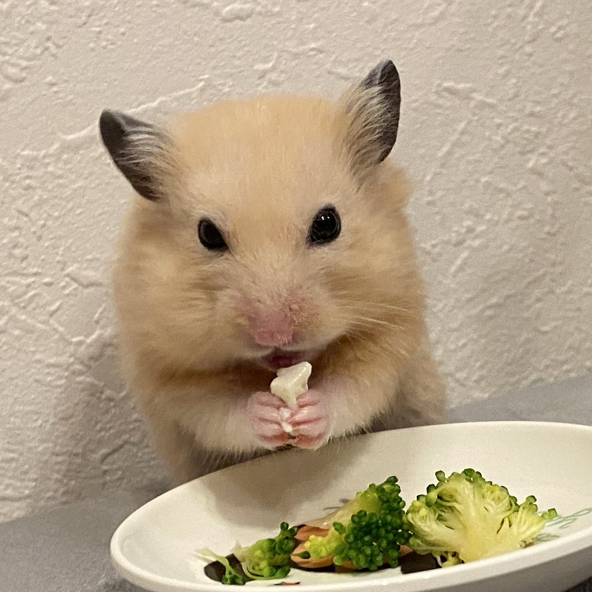 ﾋｯﾋｯﾋｯ…
ﾎﾞｸはバレンタインデーは豆腐派なんだョ

#ハムスター